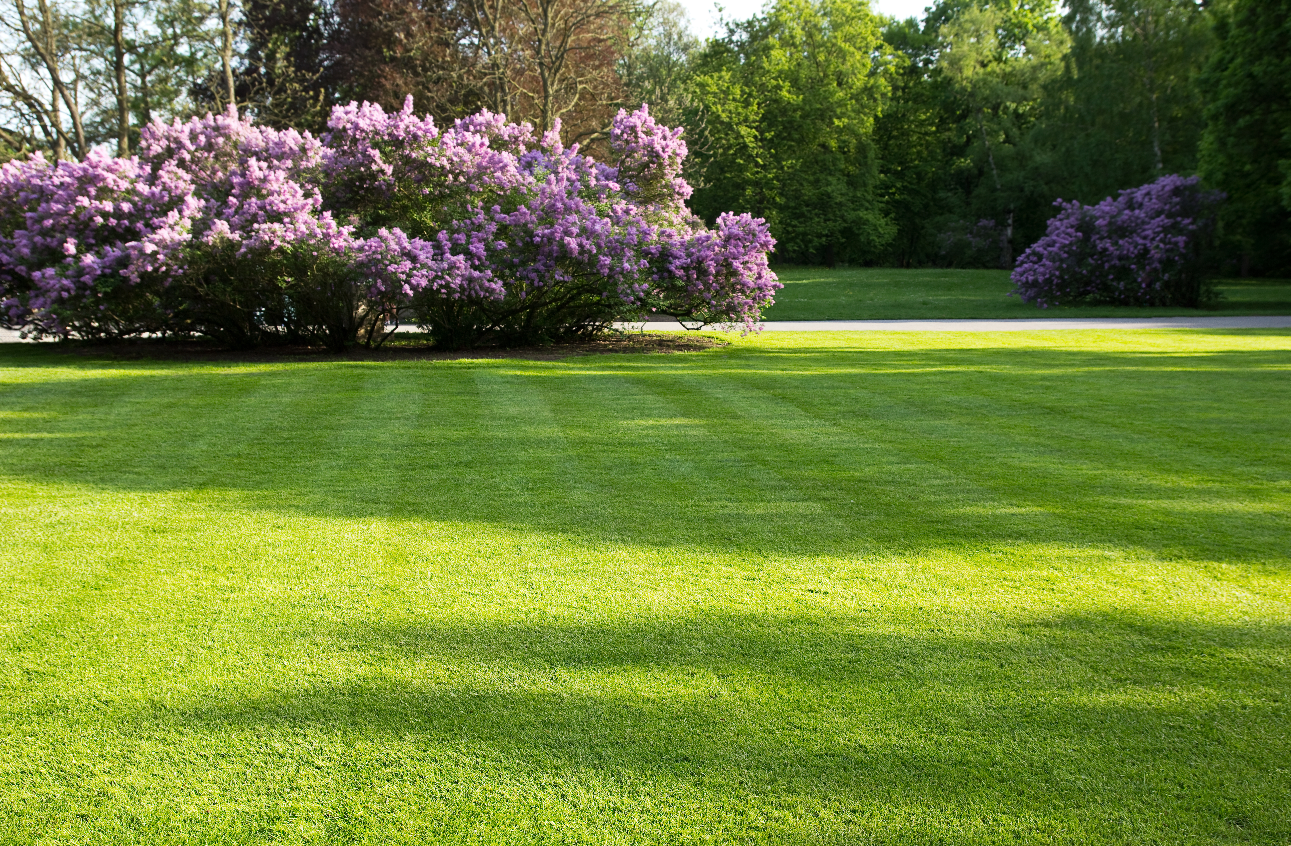 A wide, beautifully striped lawn with vibrant purple lilac bushes in the background on a sunny day.